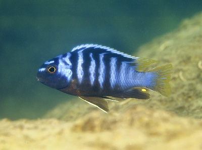 Tropheops microstoma 'Otter Point'